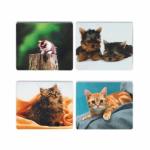   ������ ��� ���� ��������